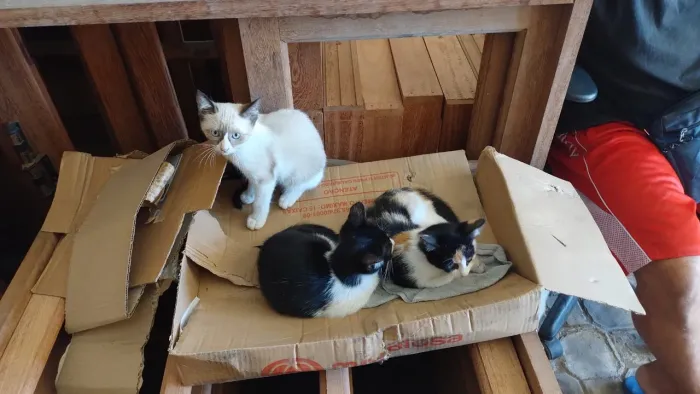 Adoção de gatinhas