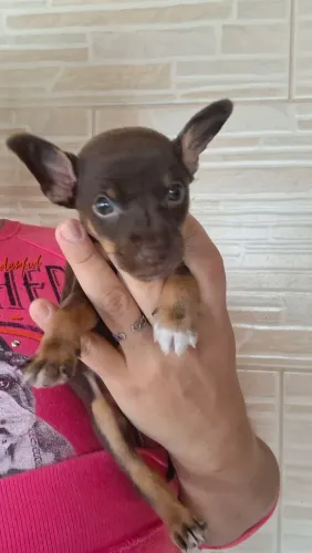Pinscher n1 Macho