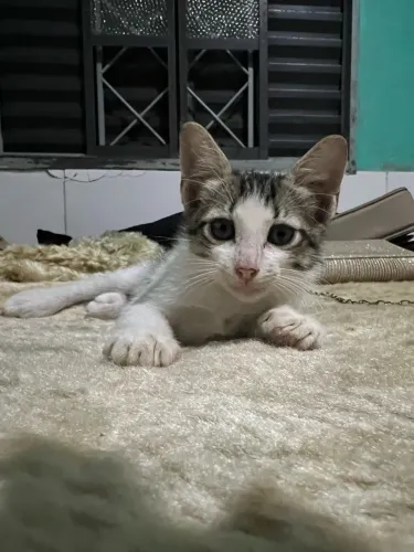 Gatinho