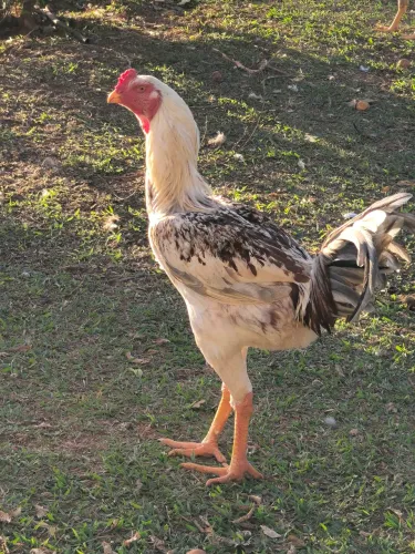 Vendo galo índio gigante puro