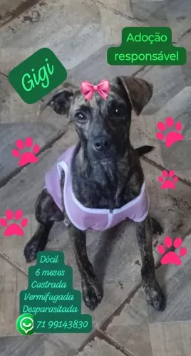 Adote Gigi