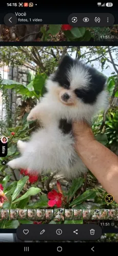 Lindos bebês Lulu da Pomerânia!