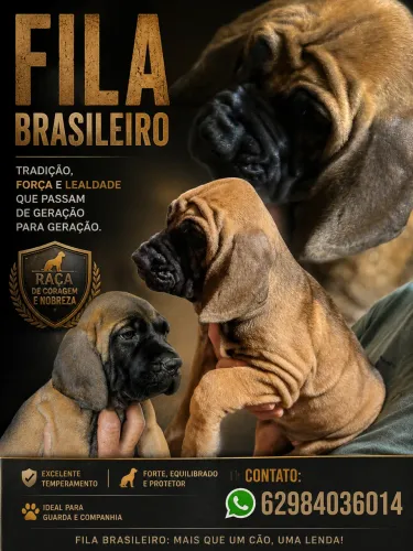 Fila Brasileiro