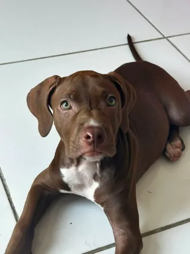 Vende se cachorro
