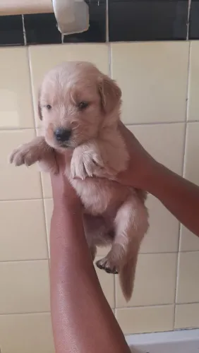 Golden retrivier