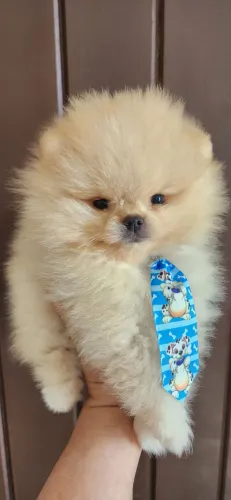 Lindo machinho lulu pomerania 