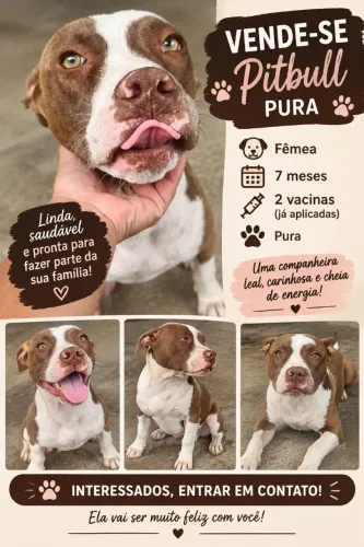 Pitbull Pura