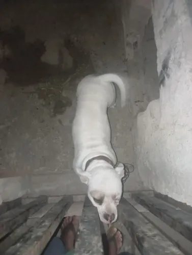 Doação cachorra American Bollee com menos de 1 ano