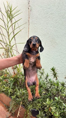 Basset dachshund arlequim fêmea