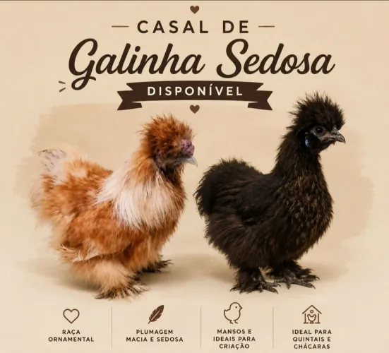 Casal de galinha sedosa