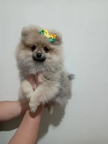 Filhotes de Spitz Alemão disponíveis!