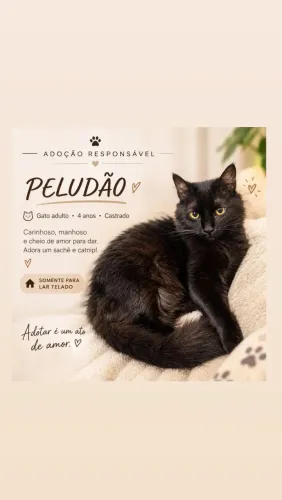 Gatinhos para adoção responsável