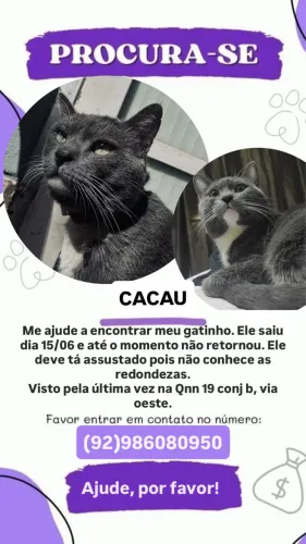 gatinho perdido! Via oeste Ceilândia. 