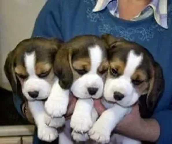 Filhotes De Beagle - Seu Coração Nunca Mais Será O Mesmo