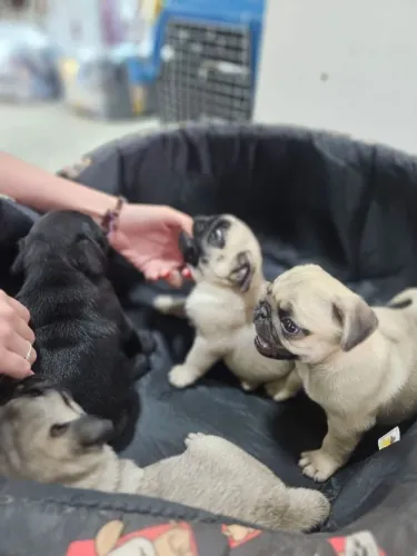 Pug - filhotes