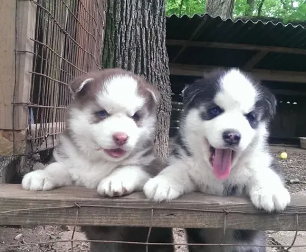 Husky siberiano lindo