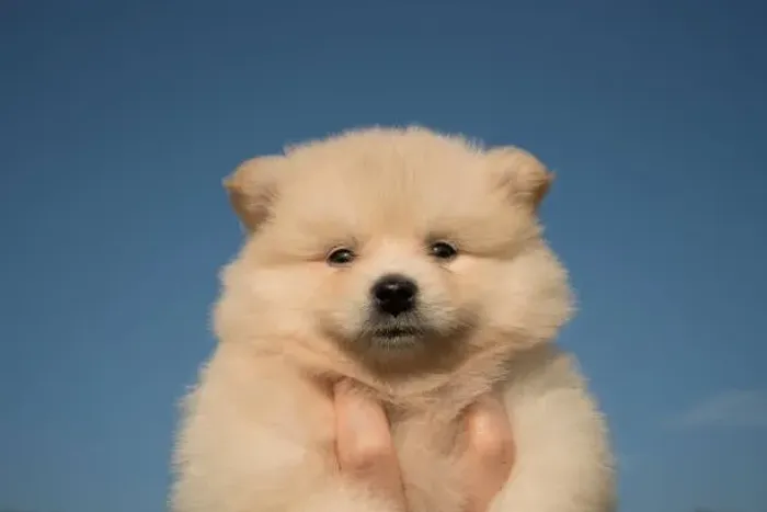 Spitz Alemão ? Filhotes Muito Fofos e Bem Socializados