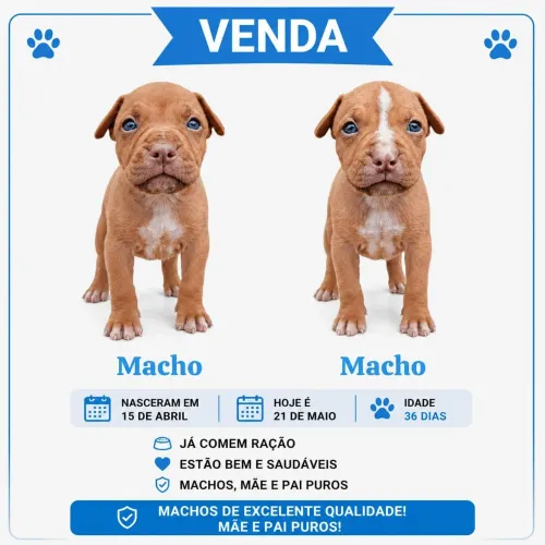 Cachorro pitbull