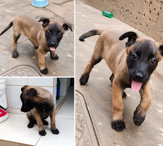 Vendo filhote de Pastor Belga Malinois
