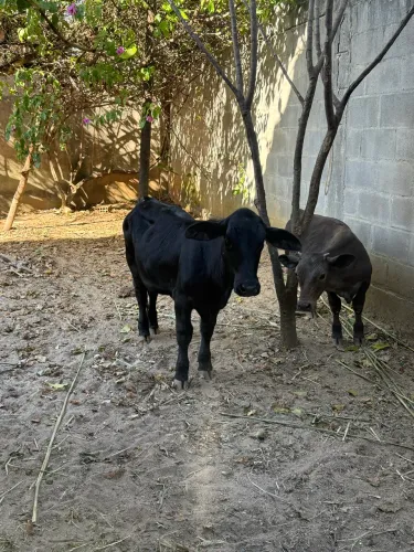 Mini vaca / mini Touro