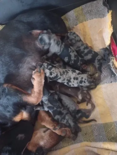 Filhote de Daschund salsicha Cofap