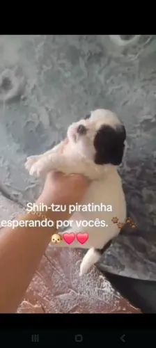 Shih-tzu mini companheiros perfeitos 