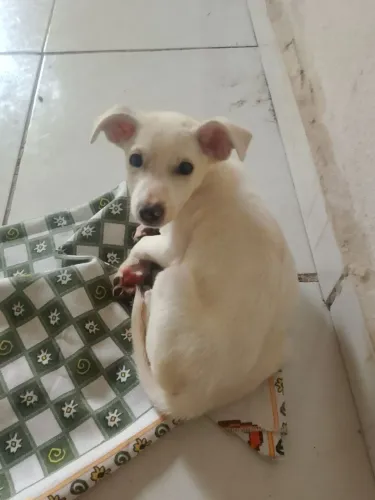 Doa se uma cachorrinha
