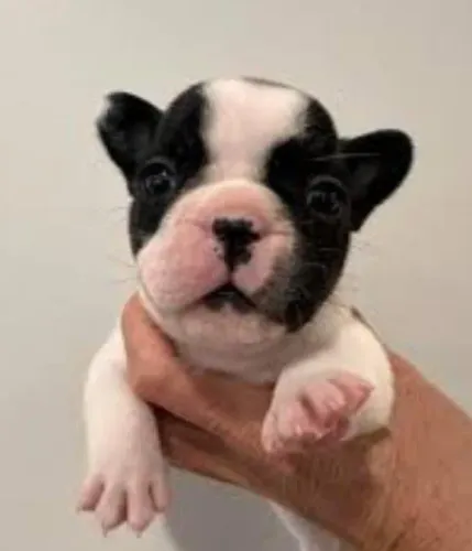 Bulldog Francês Filhotes Cheios de Energia. 