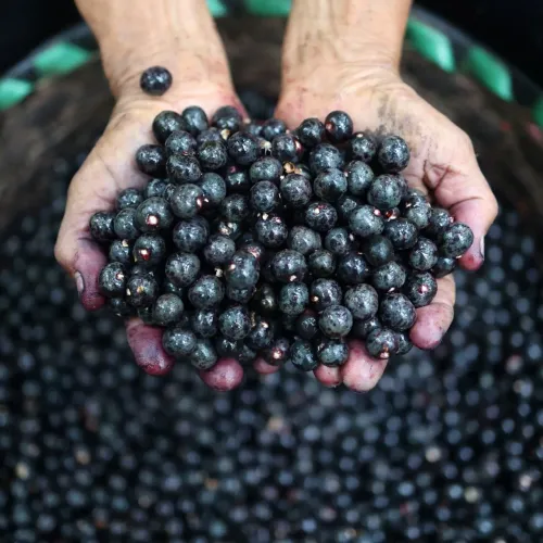 caroço de açaí