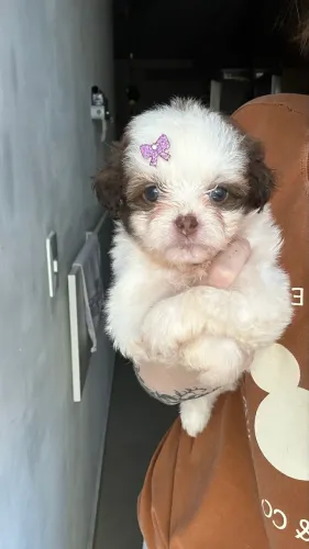 Últimos filhotes de shihtzus pequenininhos 