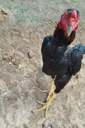 Vendo galo de raça boa