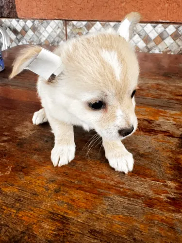 Filhotes de Chihuahua