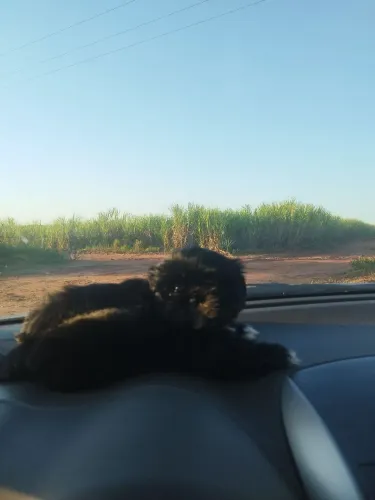 Cachorro 