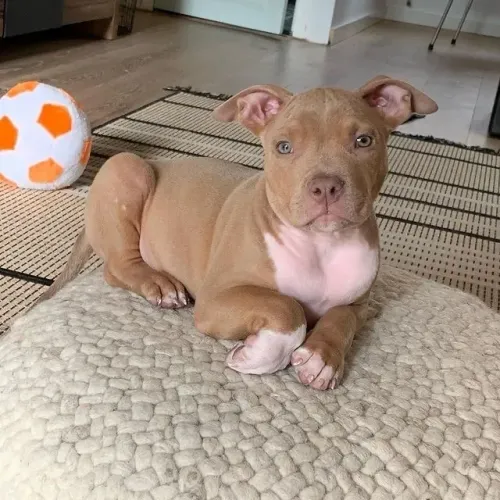 Pitbull - Porque Algumas Surpresas Mudam Tudo