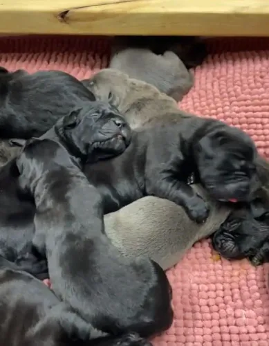 Ninhada cane corso só pretinhos disponíveis