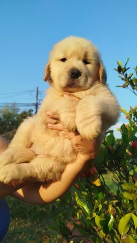 Golden Retriever 