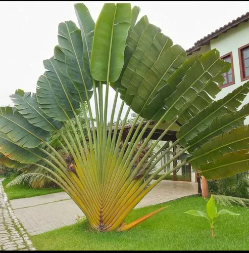 Mudas de Ravenala (Árvore do Viajante) 55-70cm - Lindas e Saudáveis!
