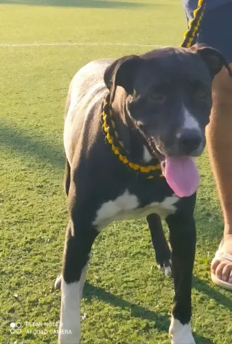 Pit Bull
