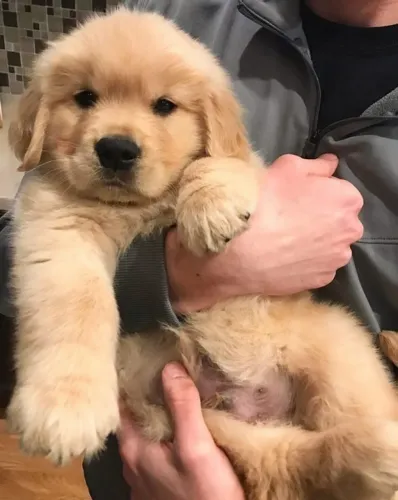 Golden Retriever Companheiro Que Entende Gestos