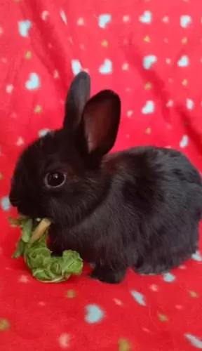 Mini Coelho