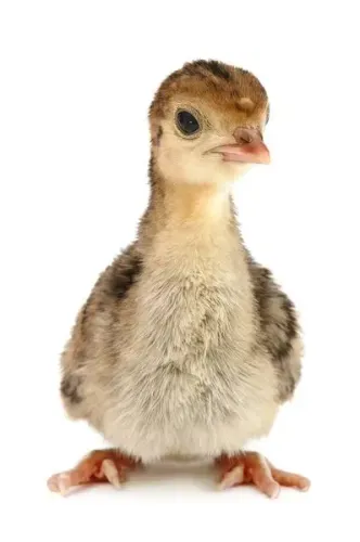 Filhotes de perú