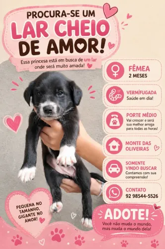 Doação de filhote fêmea