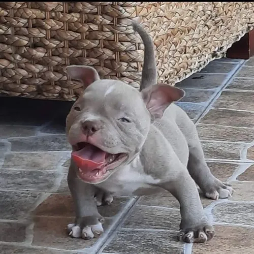 American Bully - Um Cachorro Cheio De Vida Esperando Um Novo Lar