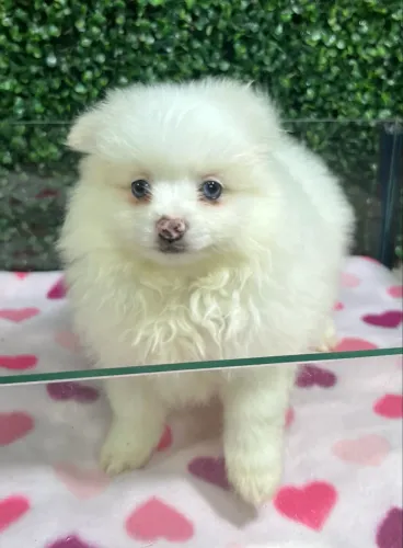 Spitz alemão e Lulu 