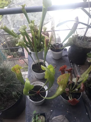 Muda Sarracenia planta carnívora ( insetivora ) Porto Alegre RS 