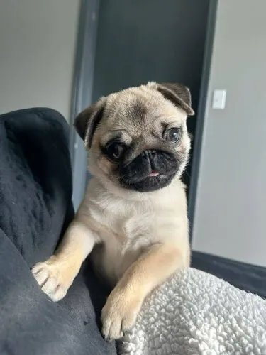 Pug Dogs com ótimo temperamento e convivência