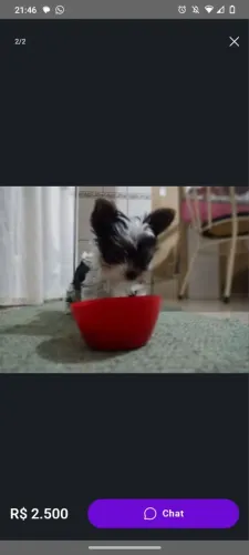 Yorkshire macho branco 