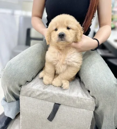 Neném golden retriever de linhagem selecionada saudável e dócil
