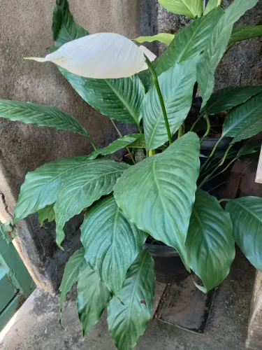 PLANTAS ORNAMENTAIS 100% natural