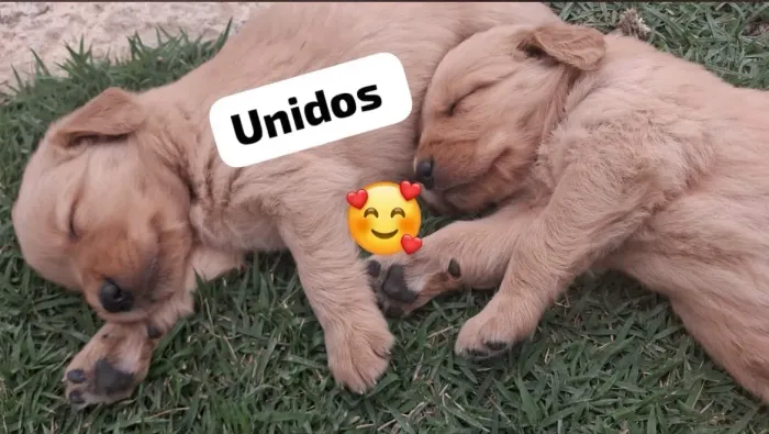 Golden Retriever: Um Novo Amigo para sua Família